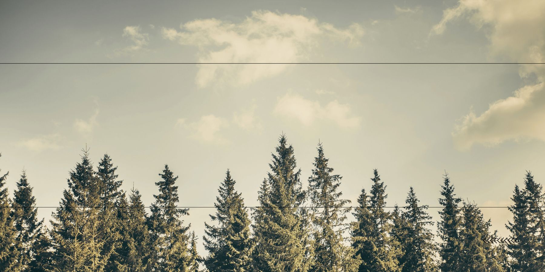 Tall trees against a cloudy sky with power lines in the foreground.